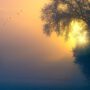 fog-g445752ec1_1920