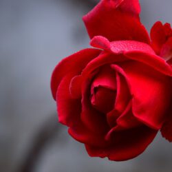 Valentijn: leven als opmaat tot liefde