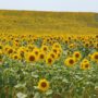 Zonnebloemen2024