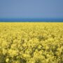 rapeseed-6197976_1920