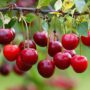 cherries-6508439_1920