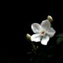 white-flower-7990645_1920