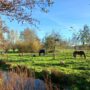 Afbeelding1