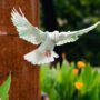 bird-2395142_1920